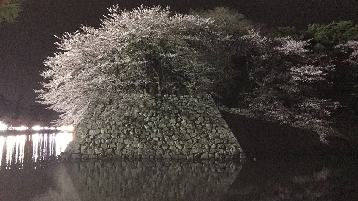 滋賀県　彦根城　夜桜